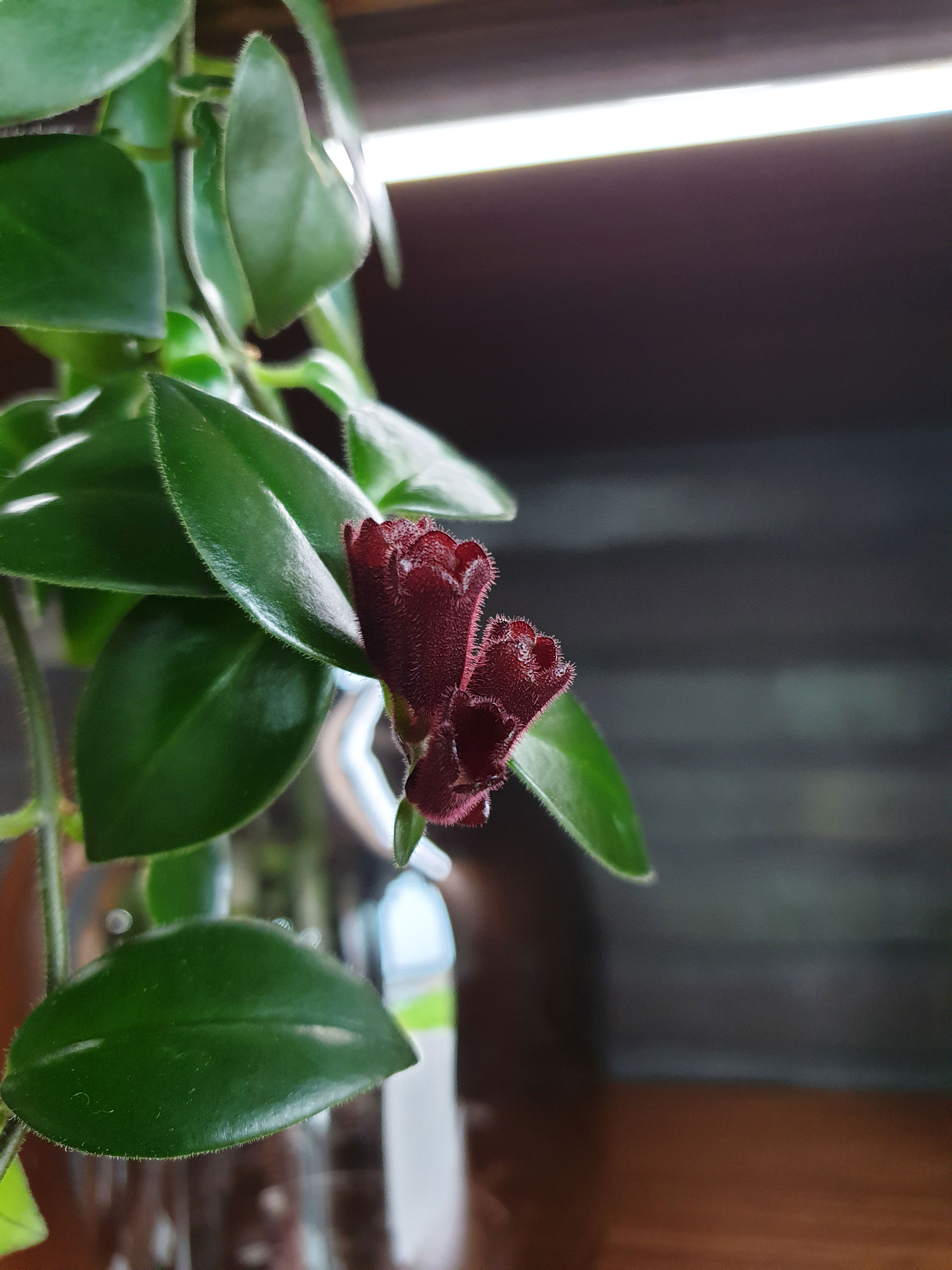 Dynamic Content Image