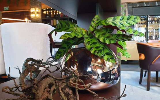 Растения для офиса – как выбрать, куда их поставить и почему это стоит сделать?