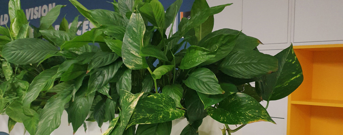 Уход за растением в домашних условиях