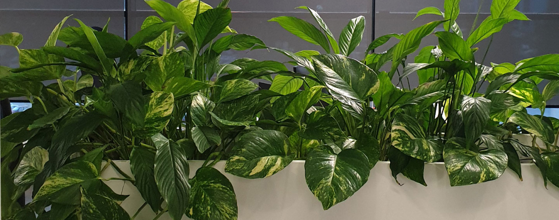 Фитодизайн интерьера в Минске