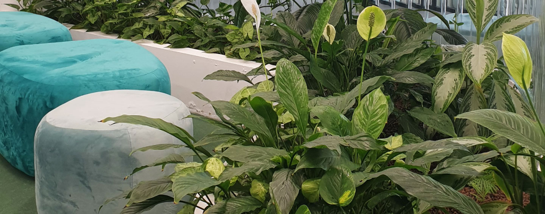 Уход за комнатными растениями