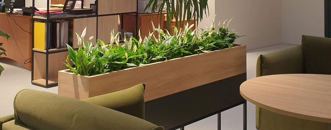 Уход за комнатными растениями