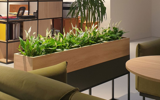 Уход за комнатными растениями