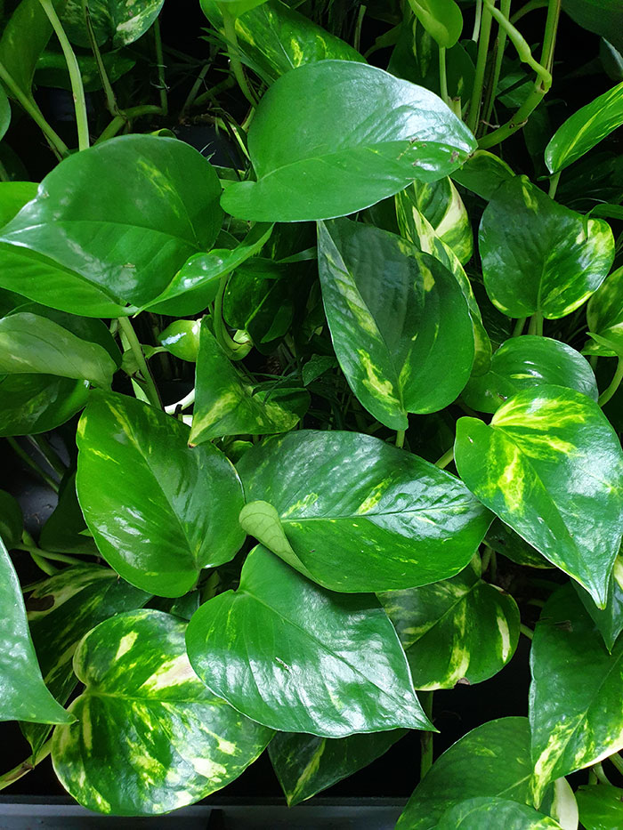 Растения для офиса, зонирование живыми растениями