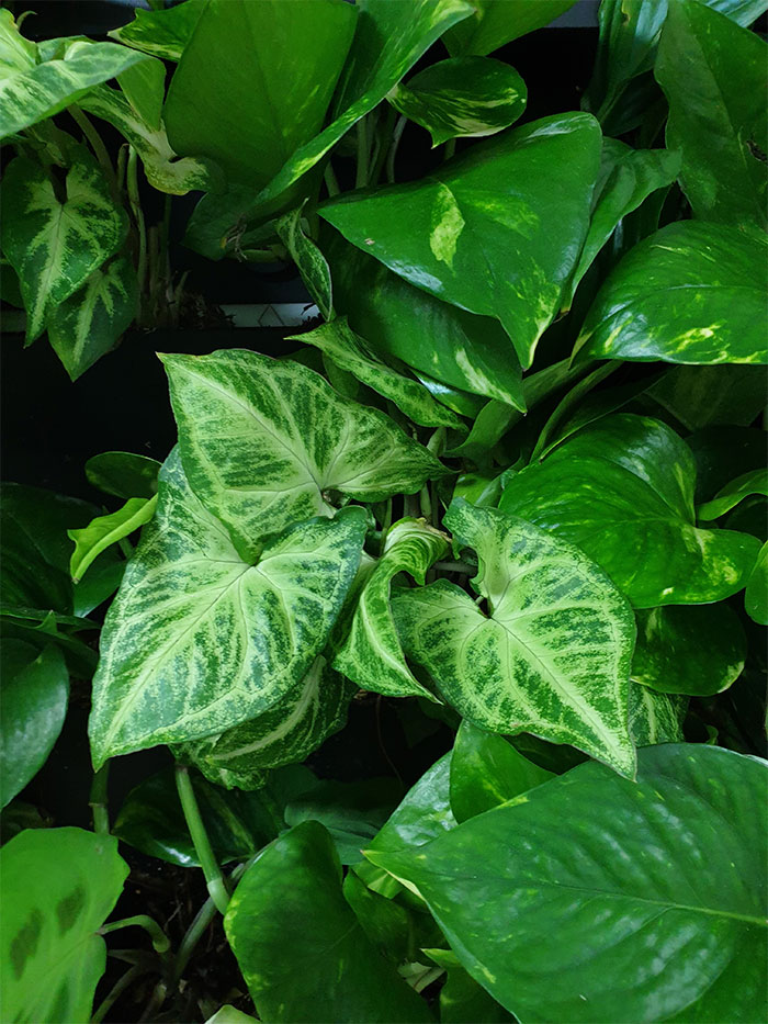 Вертикальное озеленение г. Минск, растение Сингониум.