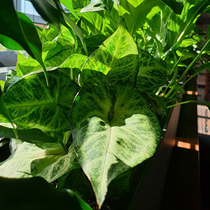 Растение для офиса картинка