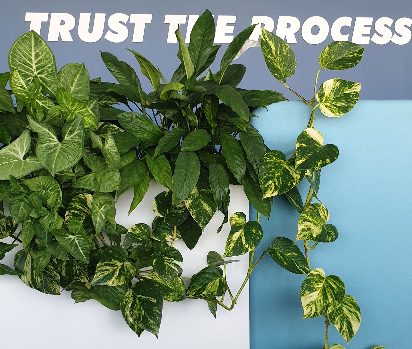 Растения для офиса, зонирование живыми растениями