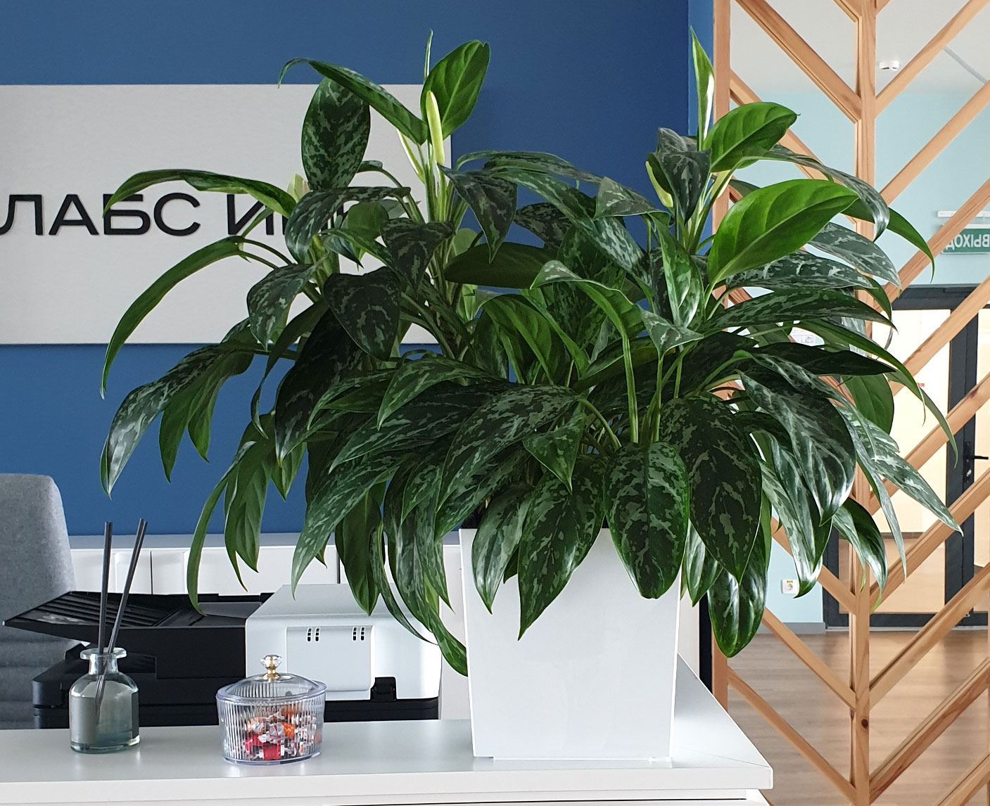 Растения для ресепшн
