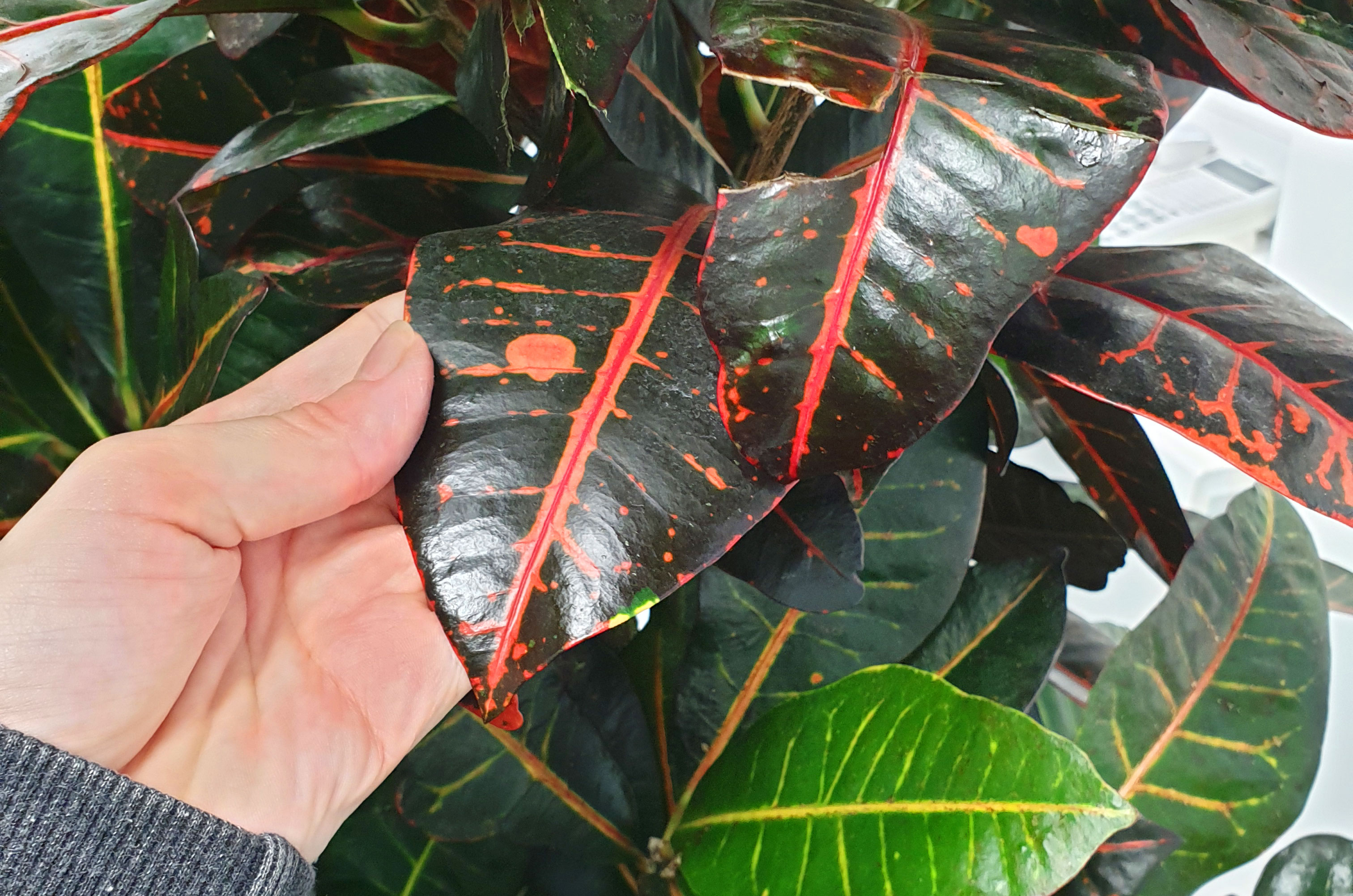 Кротон. Офис г. Минск. Plantarium.by Уход за комнатными растениями