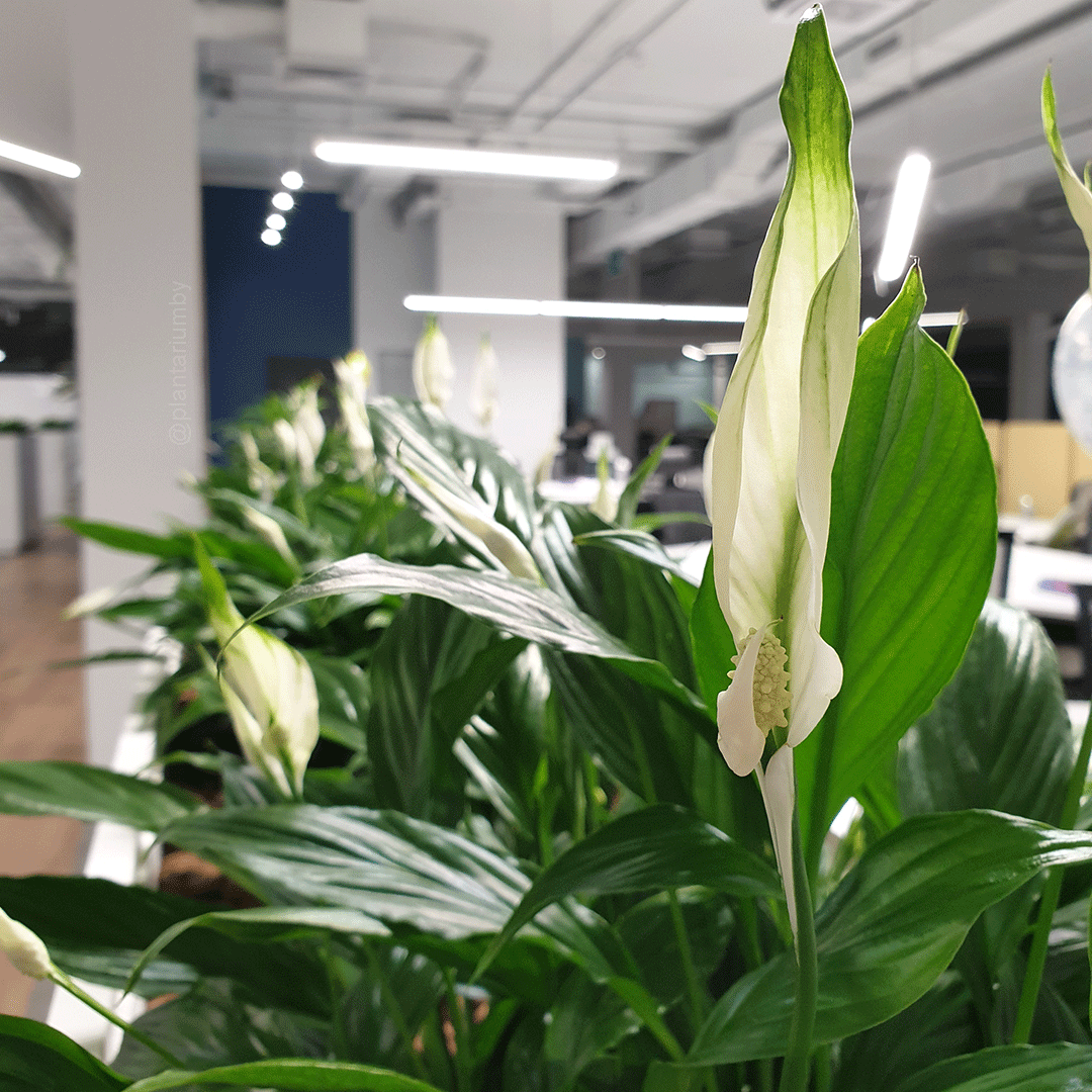 Проектирование зелёных зон. Image