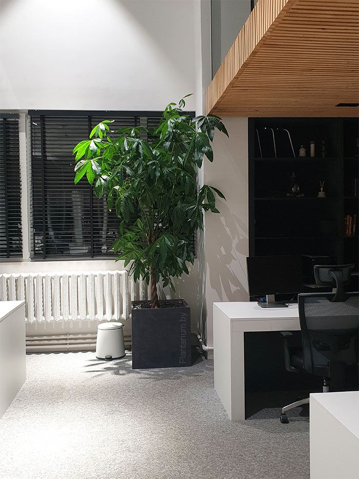 Dynamic Content Image