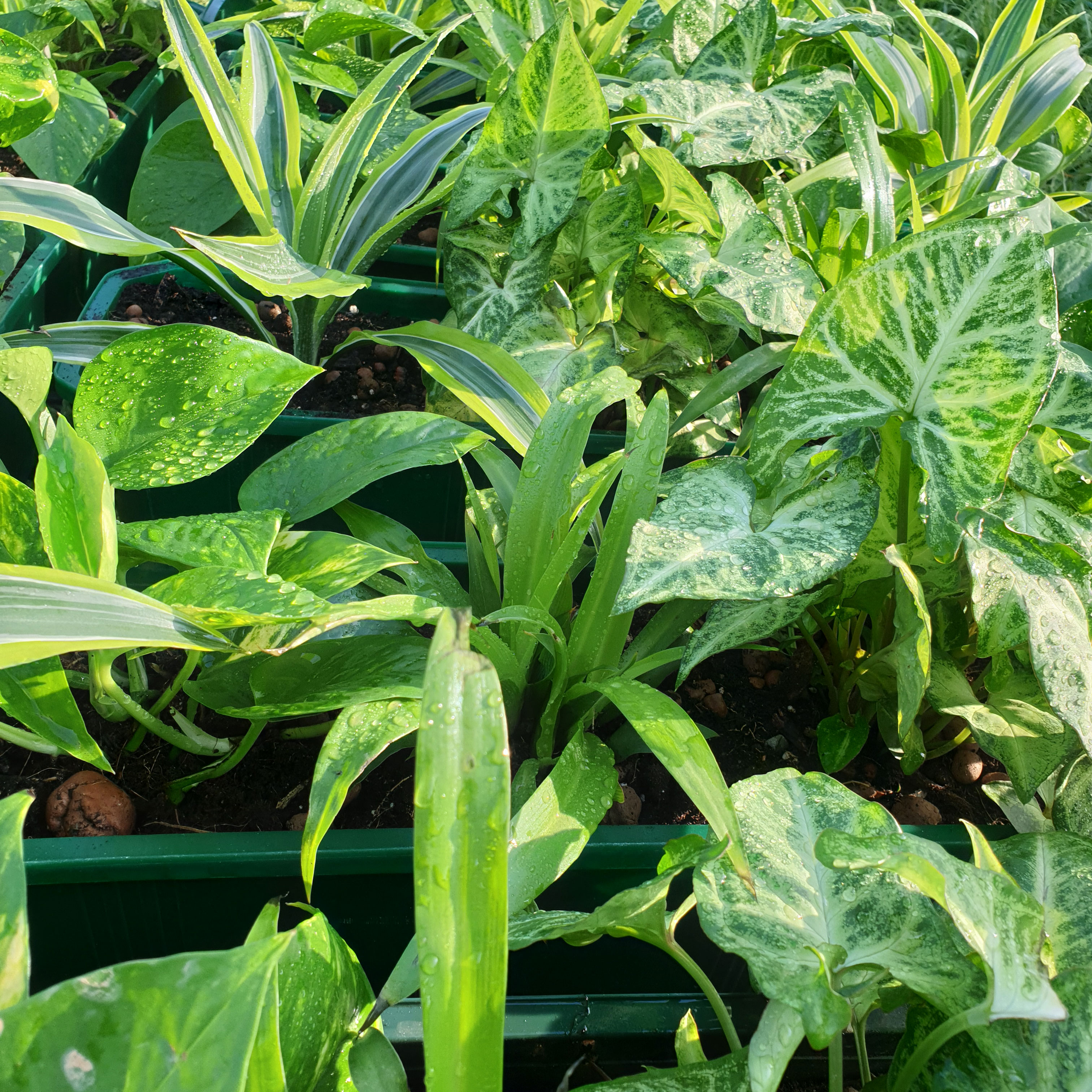 Выращивание и круглогодичный уход. Image