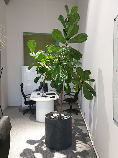Растения для офиса Фикус Лирата