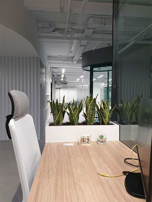 Озеленение офисов в Минске