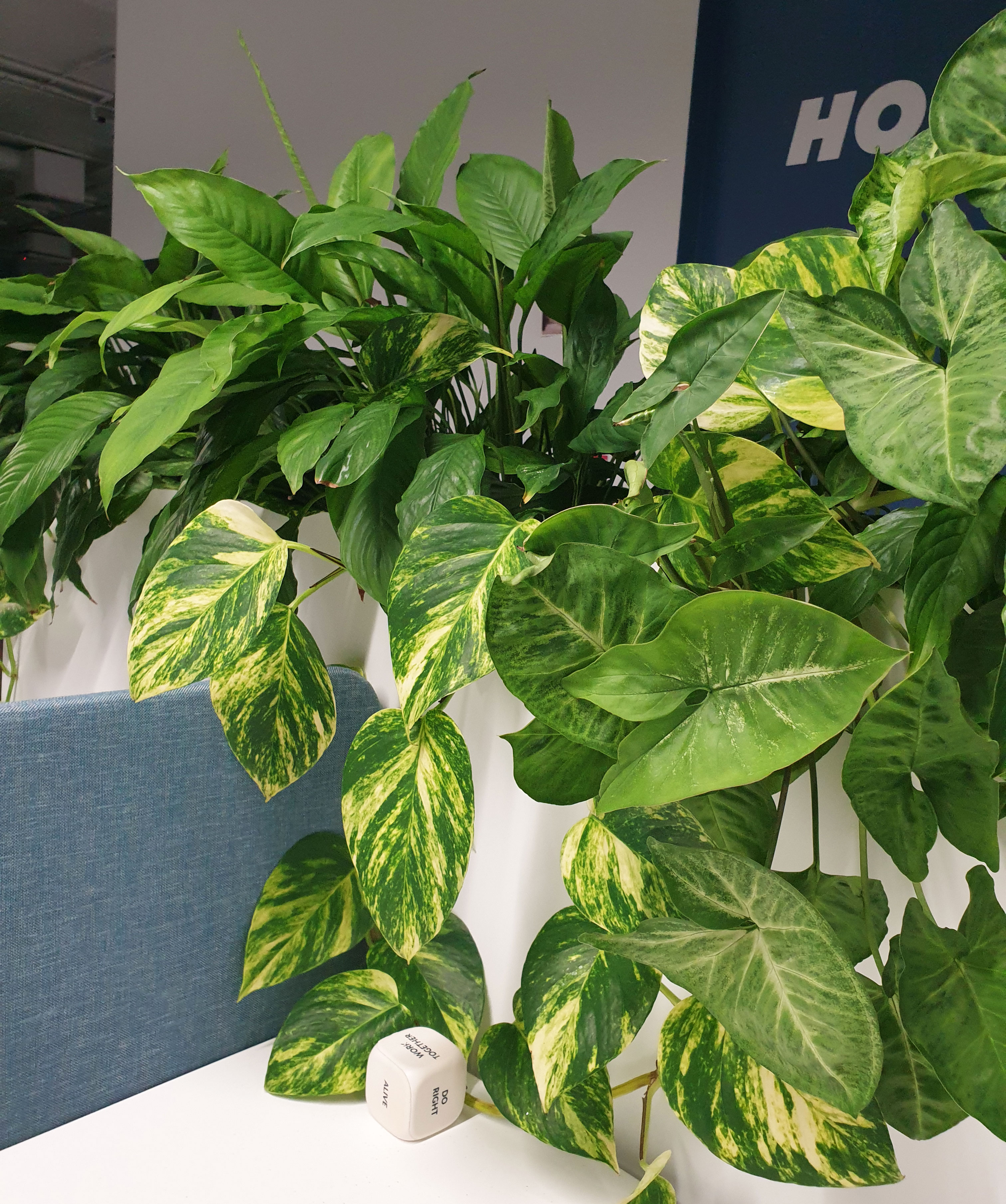 Dynamic Content Image