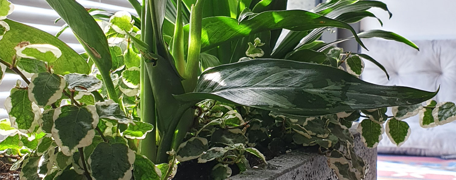 Dynamic Content Image