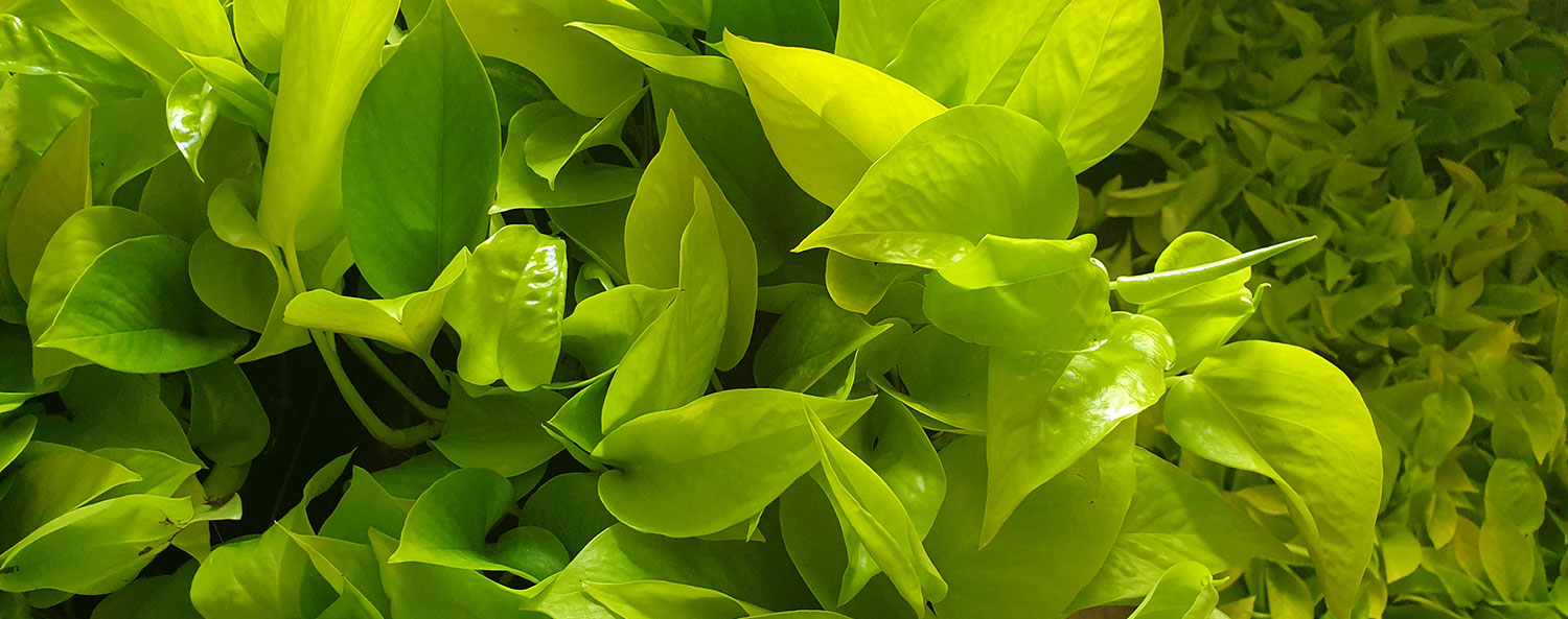 Dynamic Content Image