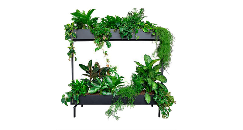 Зонирование пространства живыми растениями